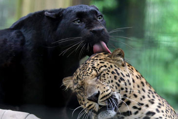 2Panthers.jpg.jpg