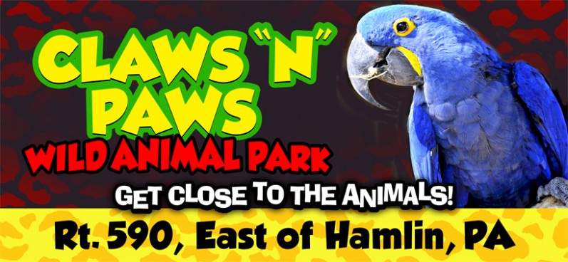 topClawsParrotBillboard