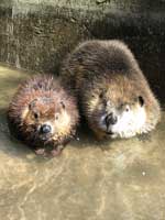 Beavers,-Daggett-&-Norbert200.jpg