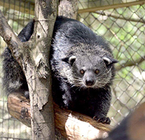 Binturong-Sherman200.jpg