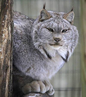 Lynx-Prince200.jpg