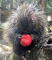 porcupine200.jpg